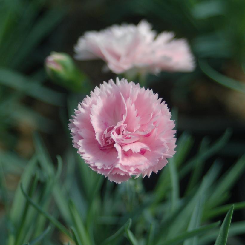 Dianthus 'Scent First Candy Floss' Candy Floss Pinks from Prides Corner