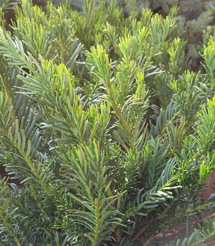 Cephalotaxus harringtonia 'Duke Gardens'
