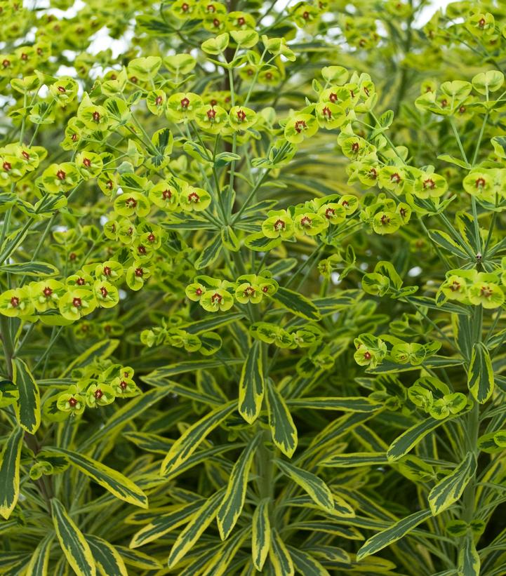 Euphorbia x martinii 'Ascot Rainbow'