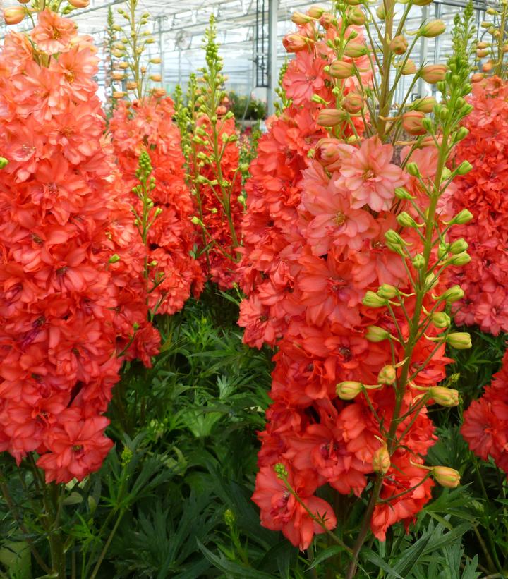 Delphinium 'Red Lark' 