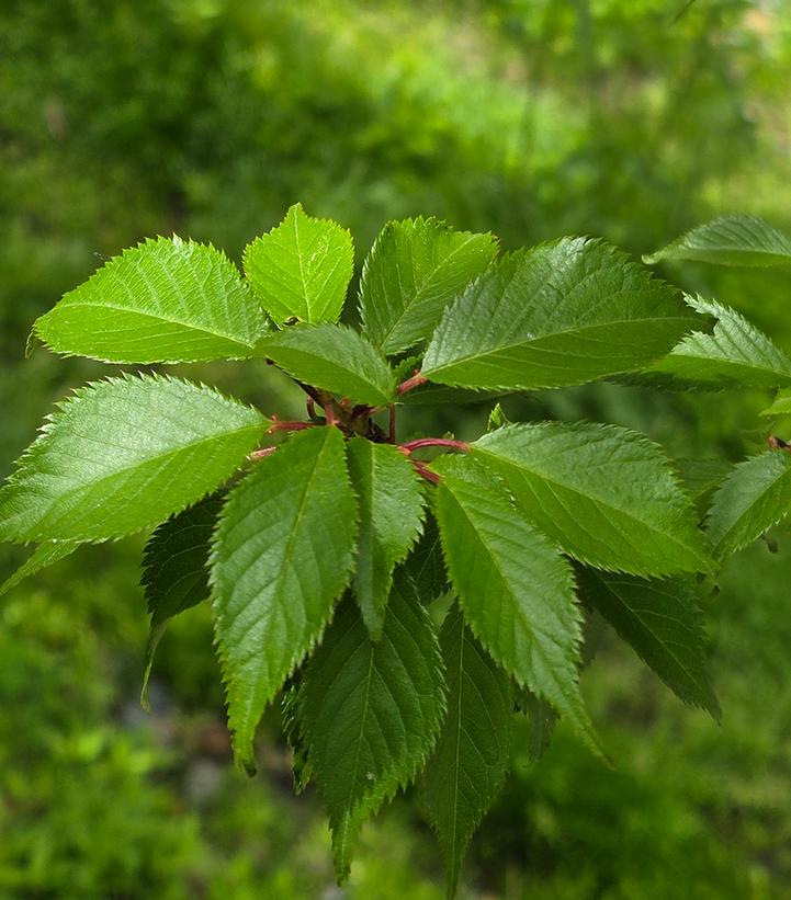 Prunus yedoensis 'Okame'