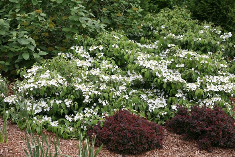 Viburnum plicatum var. tomentosum 'WabiSabi®' WabiSabi® Doublefile