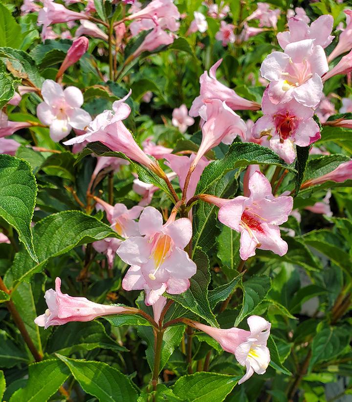 Weigela florida Sonic Bloom® Pure Pink Sonic Bloom® Pure Pink Weigela from  Prides Corner Farms