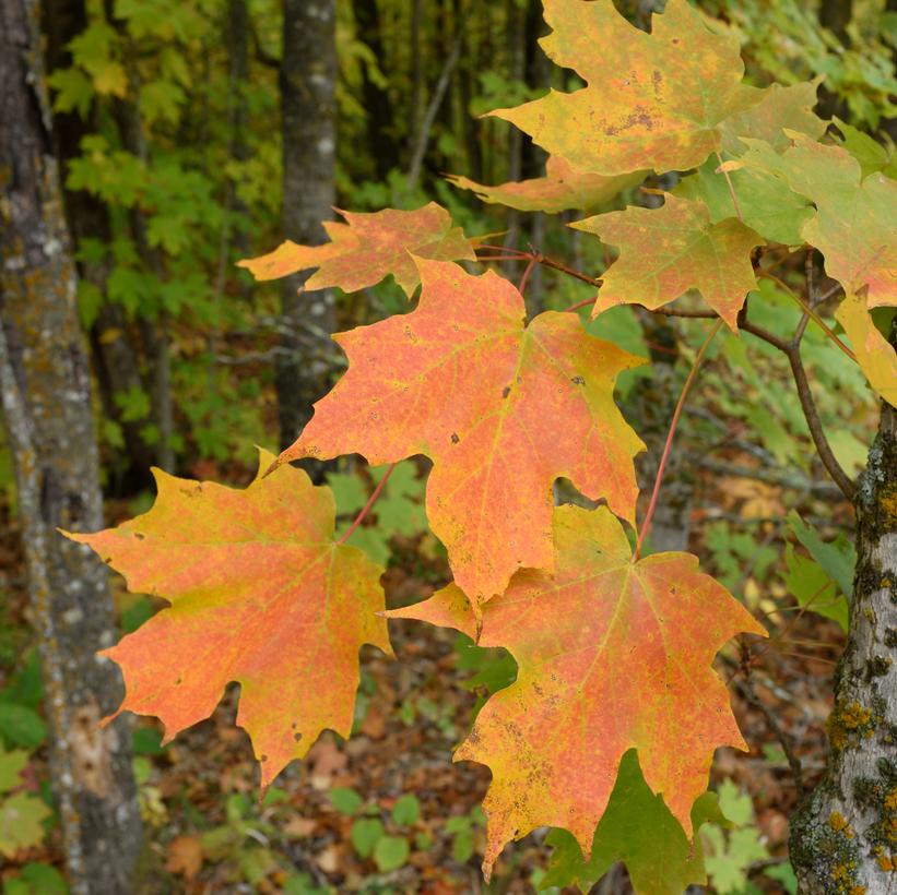 Acer saccharum 'Super Sweet'