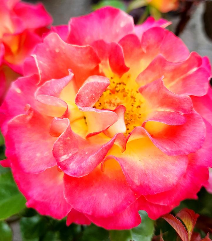 Rosa 'True Sincerity' True Sincerity Floribunda from Prides Corner Farms