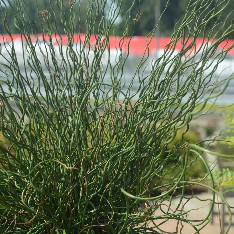 Juncus effucus ''Big Twister'' Big Twister Giant Corkscrew Rush from
