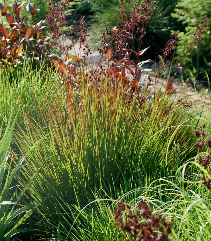 Andropogon gerardii 'Rain Dance'