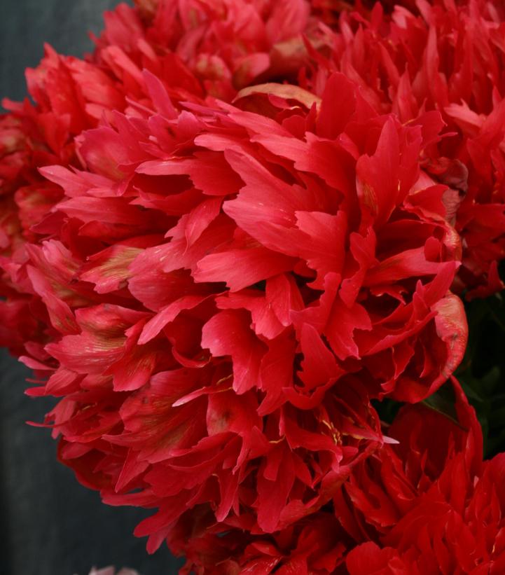 Paeonia lactiflora 'Many Happy Returns'