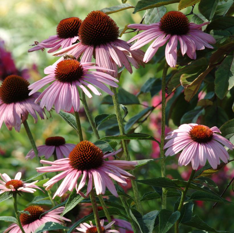 Echinacea Primadonna Deep Rose Primadonna Deep Rose Coneflower