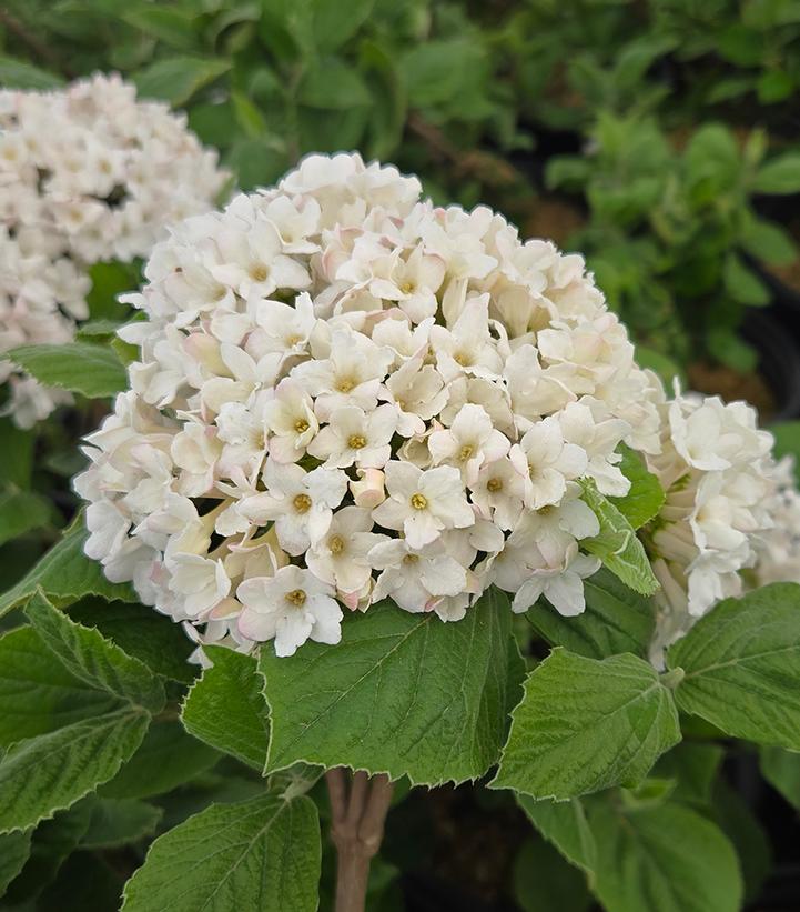 Viburnum carlesii Spice Island™