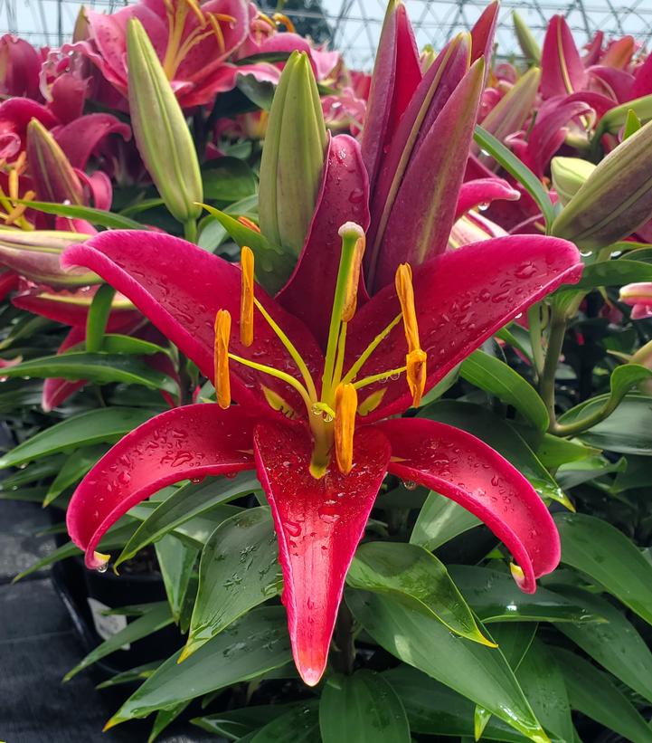 Lilium orientalis ‘Sunny Keys’ Dwarf Oriental Lily from Prides Corner Farms