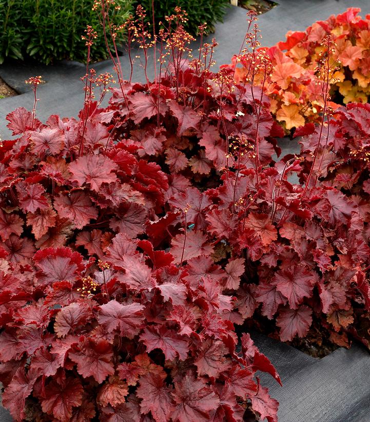 Heuchera Northern Exposure™ Red Northern Exposure™ Red Coral from Corner Farms