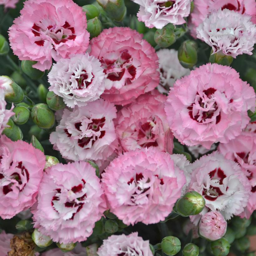 Dianthus x PRETTY POPPERS® 'Appleblossom Burst'