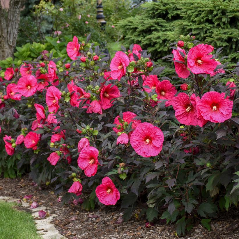 Hibiscus Summerific® 'Evening Rose'