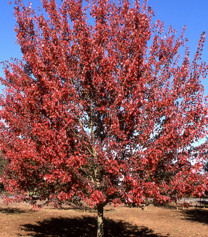 Acer rubrum 'Autumn Flame'