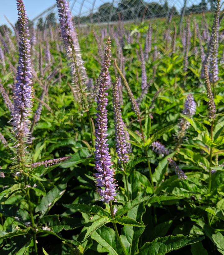 pustes op Planet fajance Veronicastrum virginicum 'Red Arrow' Culver's Root from Prides Corner Farms