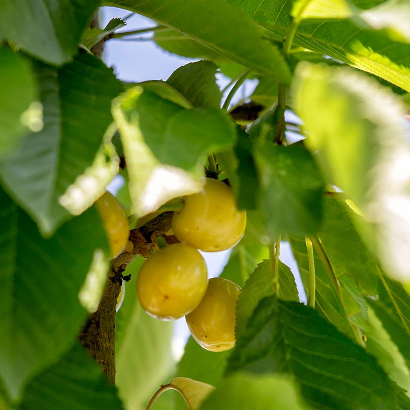 gold sweet cherry