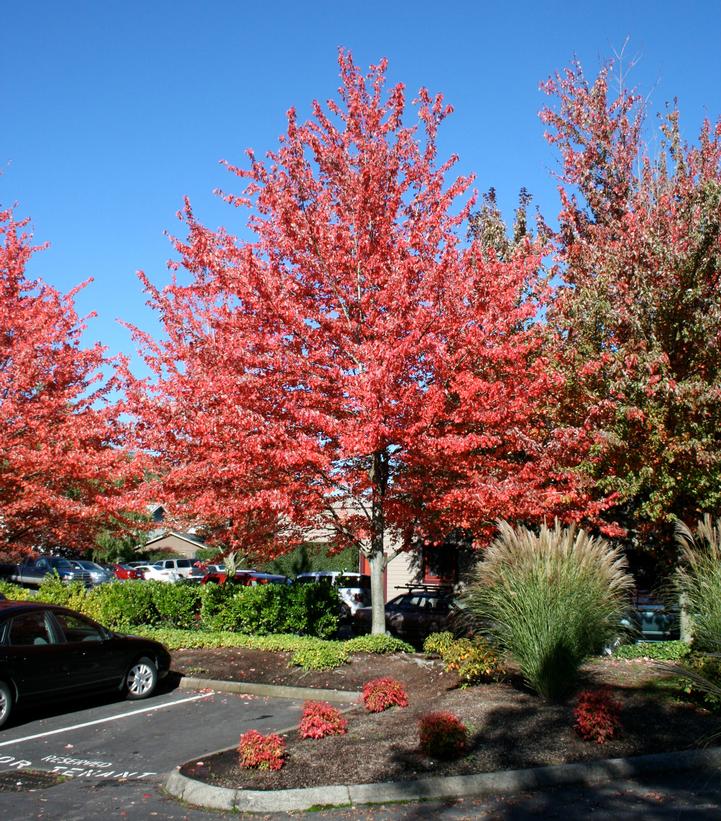 Acer rubrum Red Sunset®