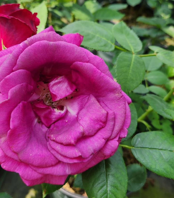 Rosa Brindabella Roses® Purple Prince Floribunda Rose from Prides ...