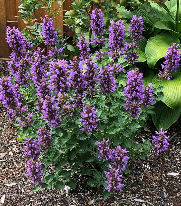 Agastache Poquito® Dark Blue