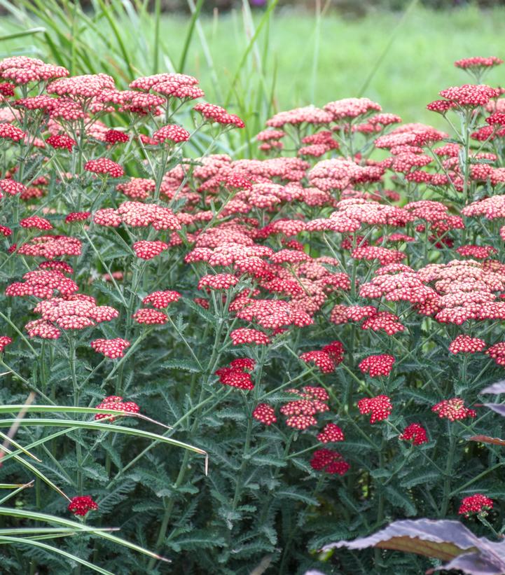 Image of Achillea 'Sassy Summer Sangria' in full bloom