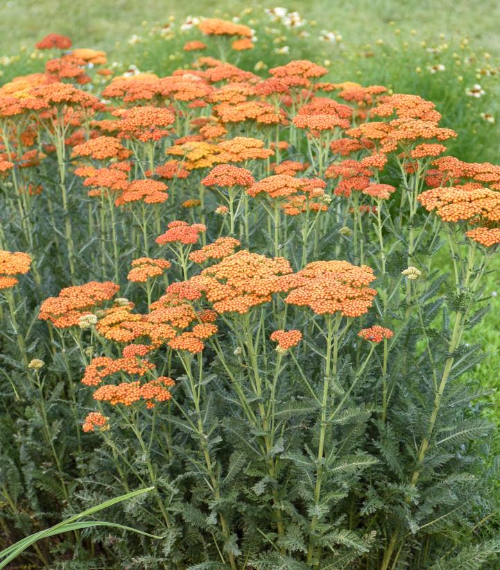 Achillea 'Sassy Summer Sunset'