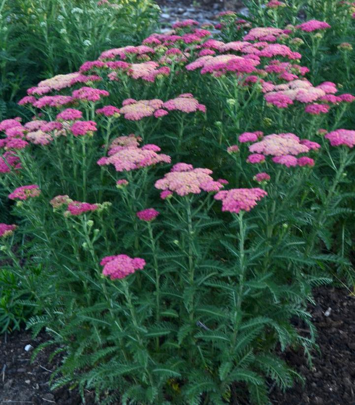 Achillea 'Sassy Summer Taffy'