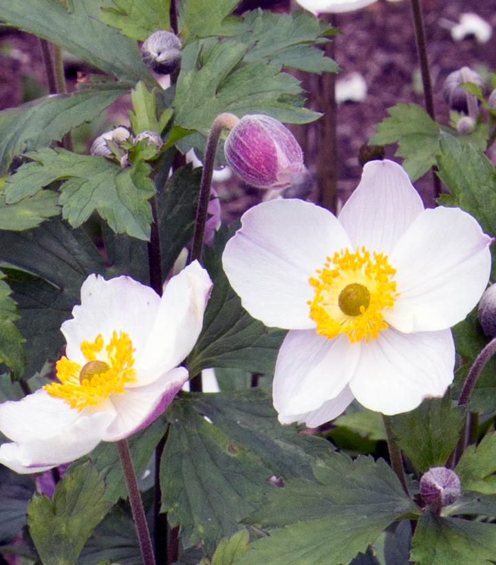 Anemone ‘‘Elfin Swan’’ Elfin Swan Windflower from Prides Corner Farms