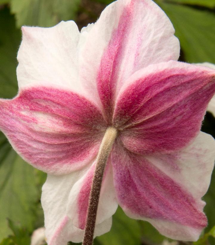 Anemone 'Dainty Swan'