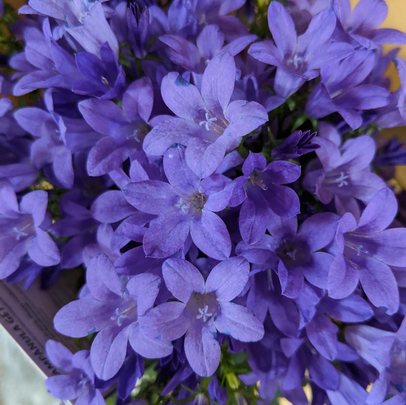 Campanula ‘Get Mee® Purple’ Get Mee® Purple Bellflower from Prides