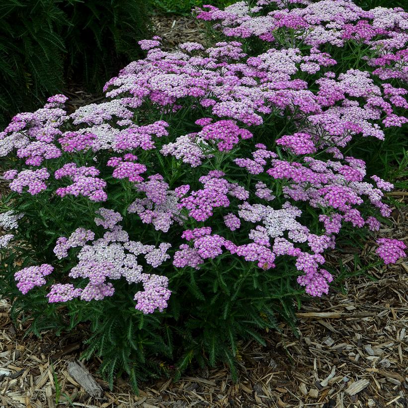 Achillea hybrid 'Firefly Amethyst'