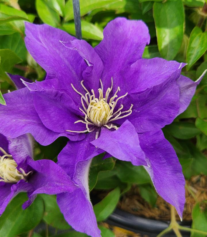 Clematis 'Olympia'