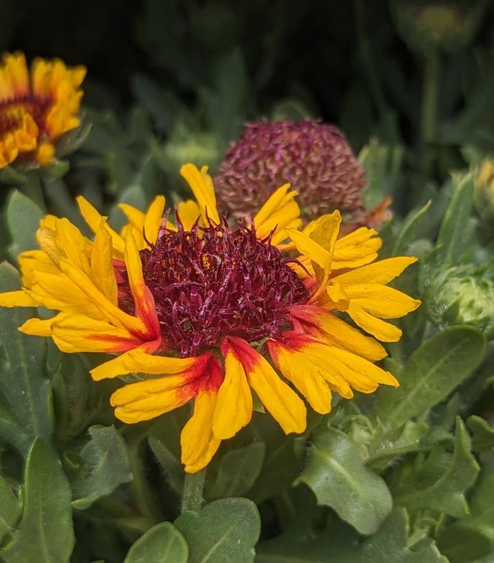 Gaillardia Spintop 'Red Starburst' Spintop 'Red Starburst' Blanket Flower from Corner Farms