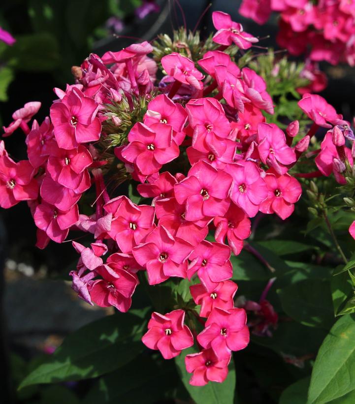 Phlox paniculata Ka-Pow® Pink