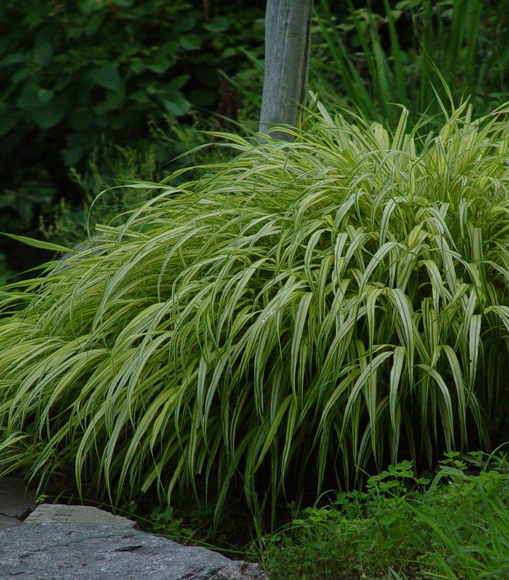 Hakonechloa macra 'Aureola'