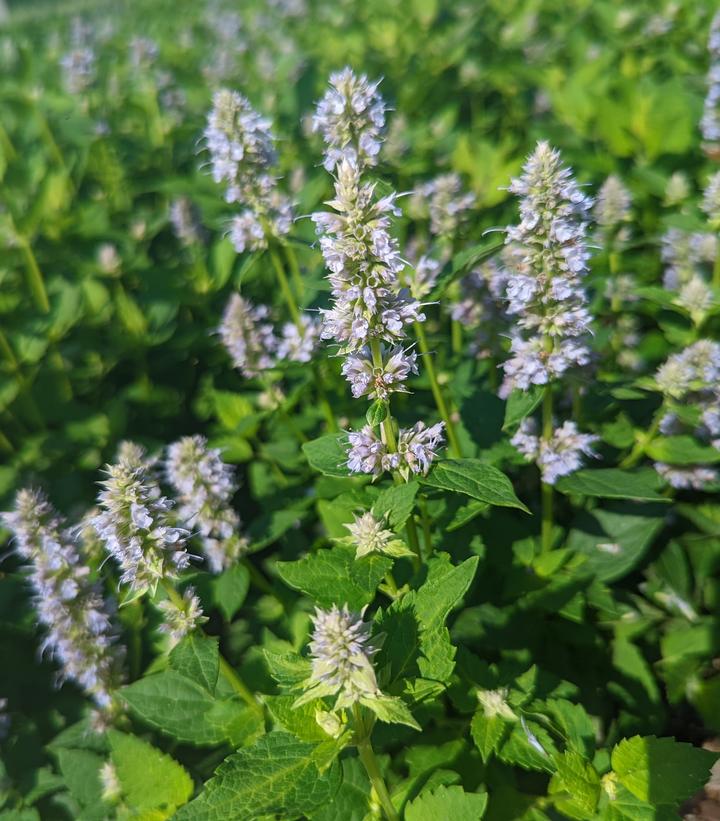 Agastache x 'Blue Fortune'