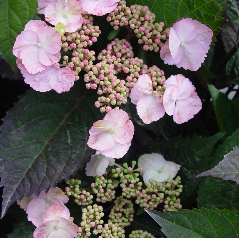 Hydrangea mac lady in red lady in red hydrangea from prides corner farms