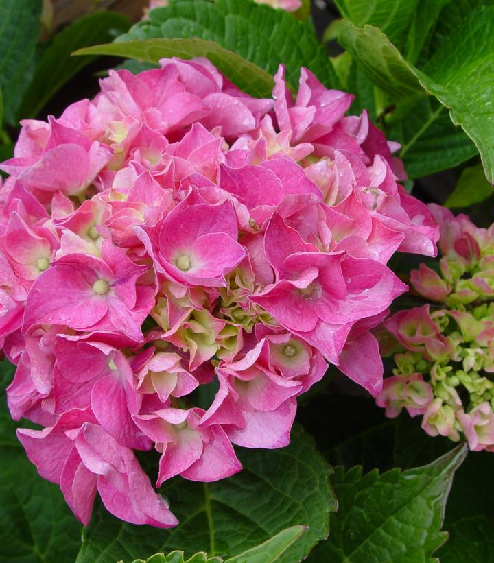 Hydrangea mac. ‘Pia’ Dwarf Pink Hydrangea from Prides Corner Farms