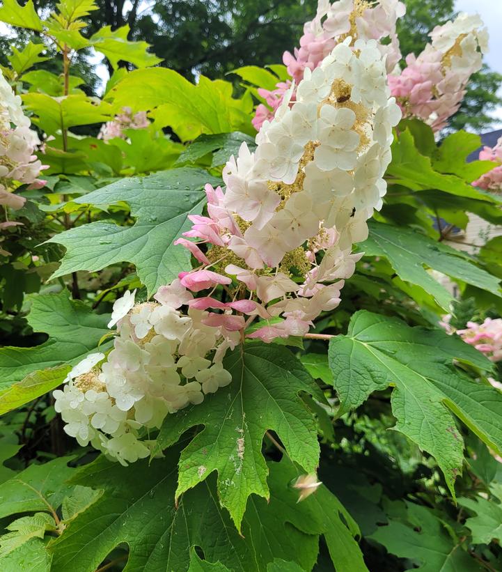 Hydrangea quercifolia 'Alice'