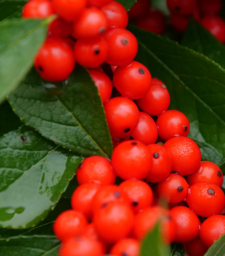 Ilex verticillata Berry Heavy®