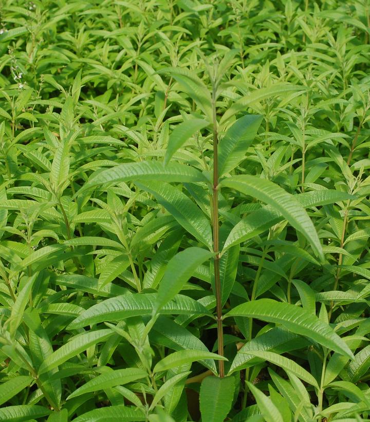 Aloysia triphylla 