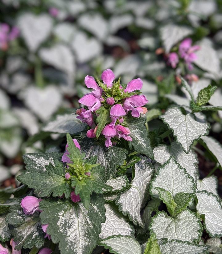 Dead-nettle: the herbaceous plant in detail - Plantura