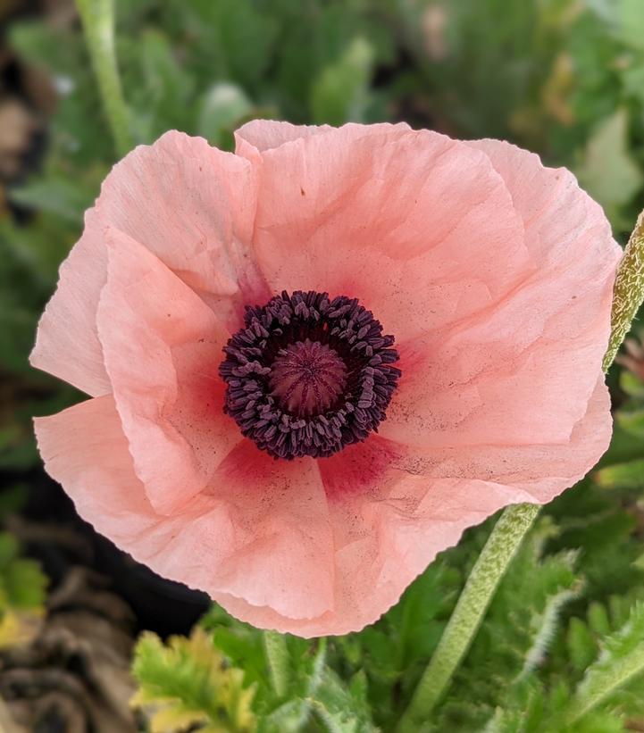 Papaver orientale 'Carneum'