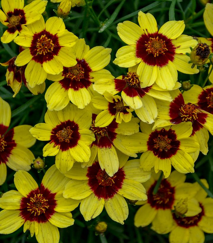 Coreopsis verticillata Sizzle & Spice® 'Sassy Saffron'