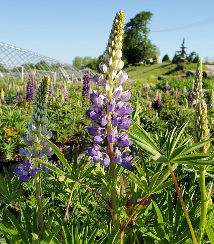 Lupinus Gallery Blue