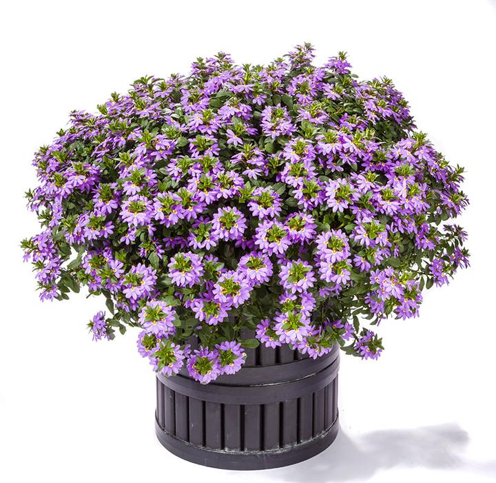 Scaevola Scampi Blue