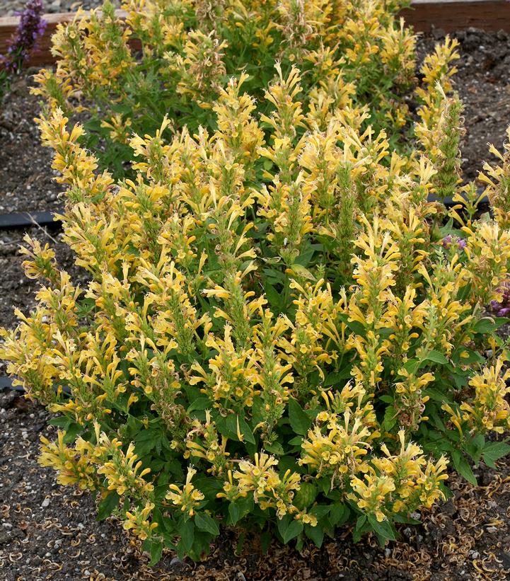 Agastache Poquito Butter Yellow