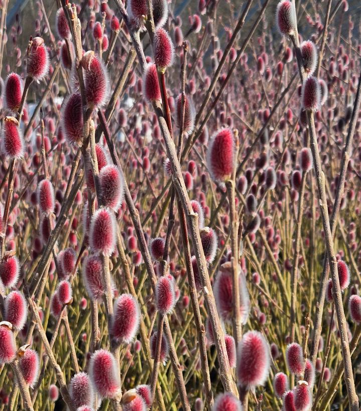 Salix gracilistyla 'Mt. Aso'