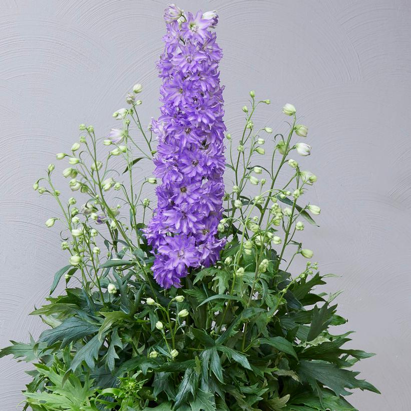 Delphinium X Delgenius Breezin Larkspur From Prides Corner Farms Delphinium X Delgenius Breezin Larkspur From Prides Corner Farms