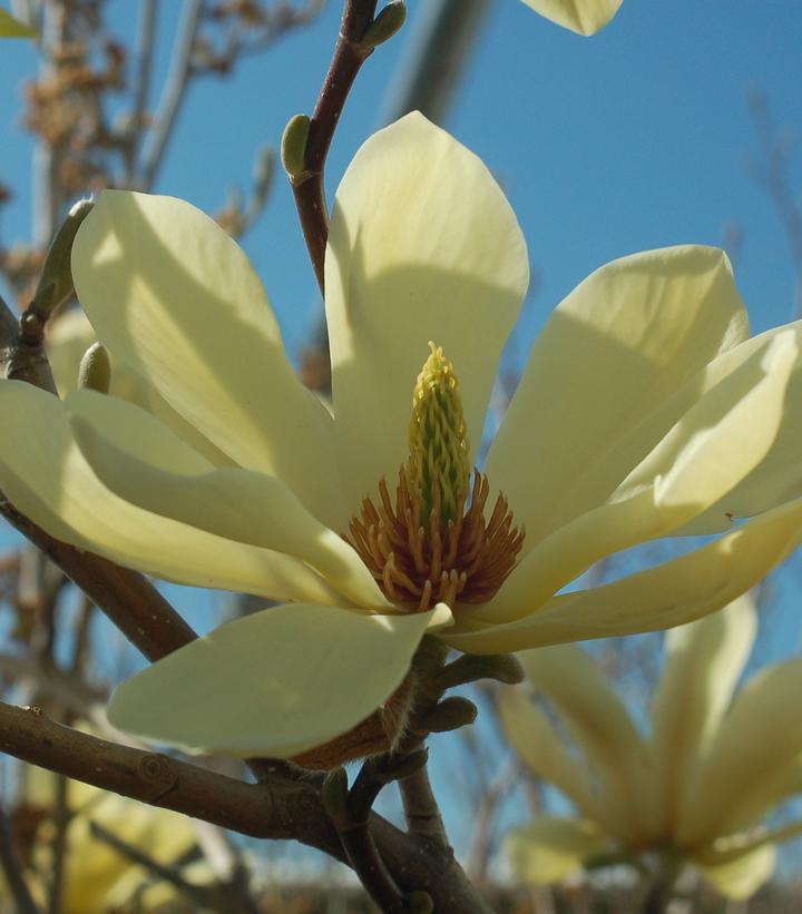 Magnolia X Butterflies